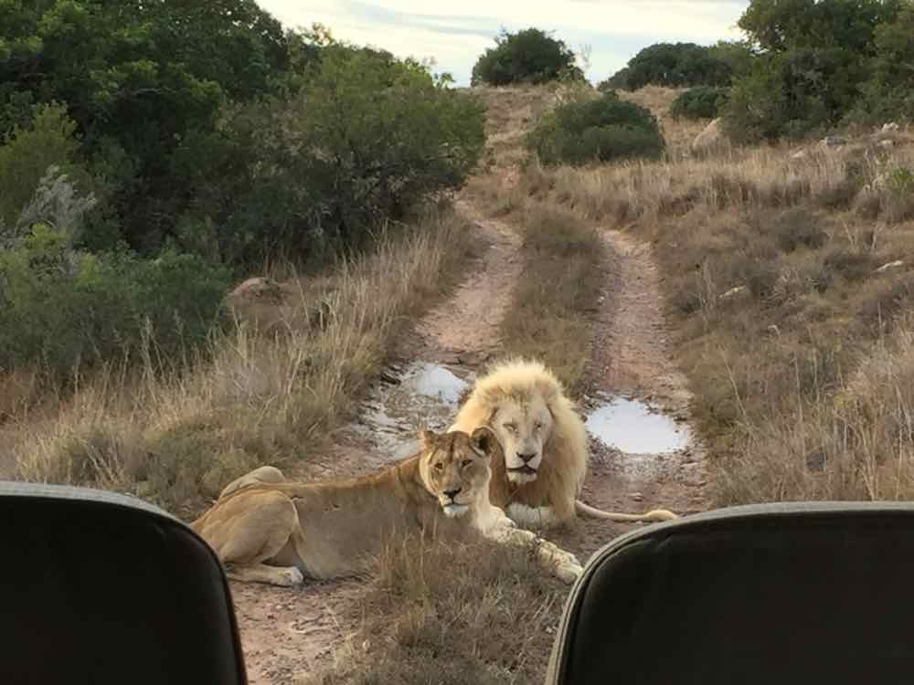A white lion and lioness resting on the track, seen from an open game vehicle at Pumba.