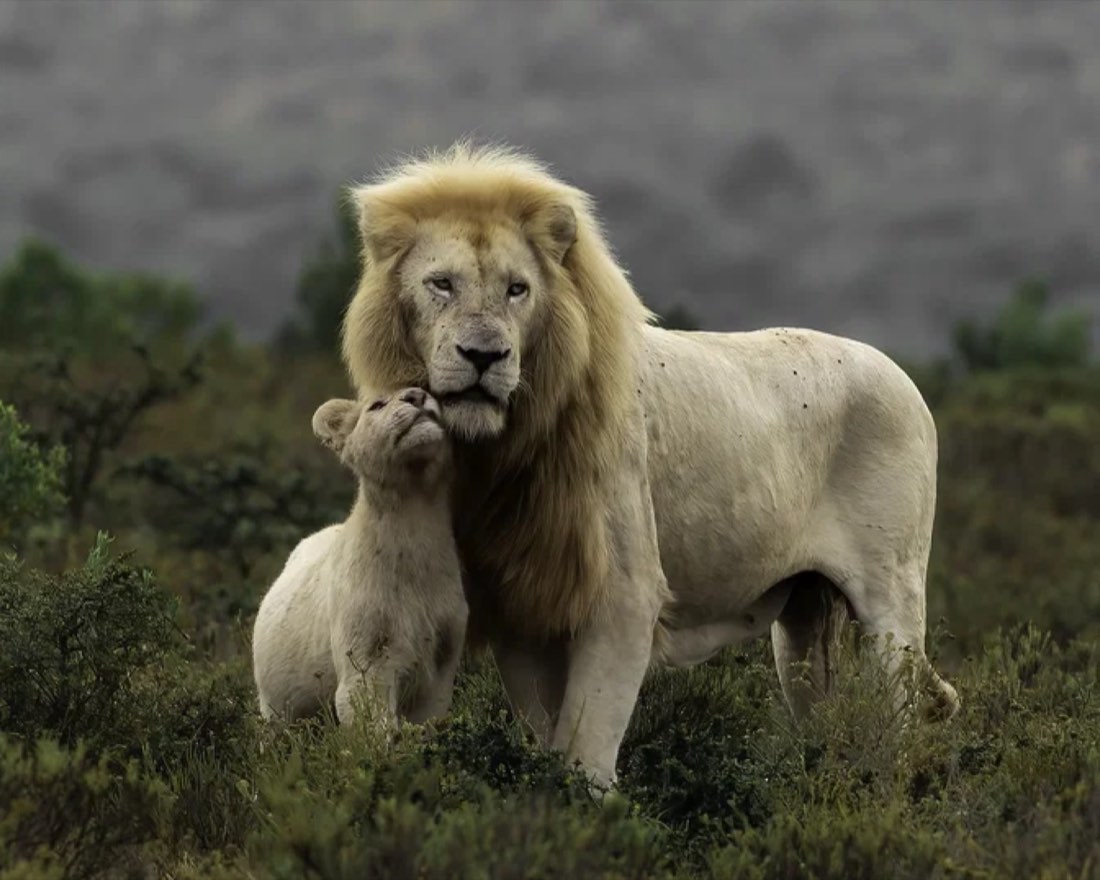 A white lion and cub in the bush at Pumba Private Game Reserve.